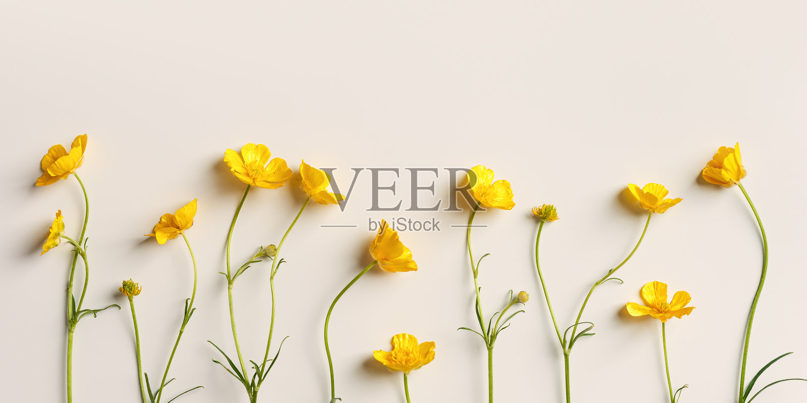 月欠花卉